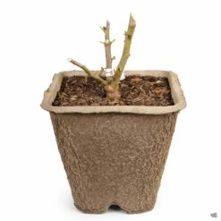 Pretty In Pink Eden® Climbing Rose -Plant Sales Shop Rosa Climbing PrettyInPinkEden 11inFiberPot 07d24164 4537 4c08 ba28 c9be039c8572