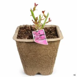 Climbing Rose 'Raspberry Cream Twirl' -Plant Sales Shop Rosa Climbing RaspberryCreamTwirl 11inFiberPot 4676f256 9787 4e3e b629 87a7d153b9c0