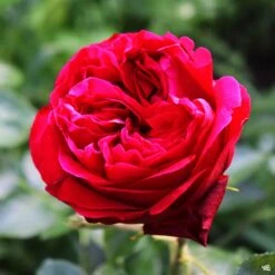Red Eden® Climbing Rose