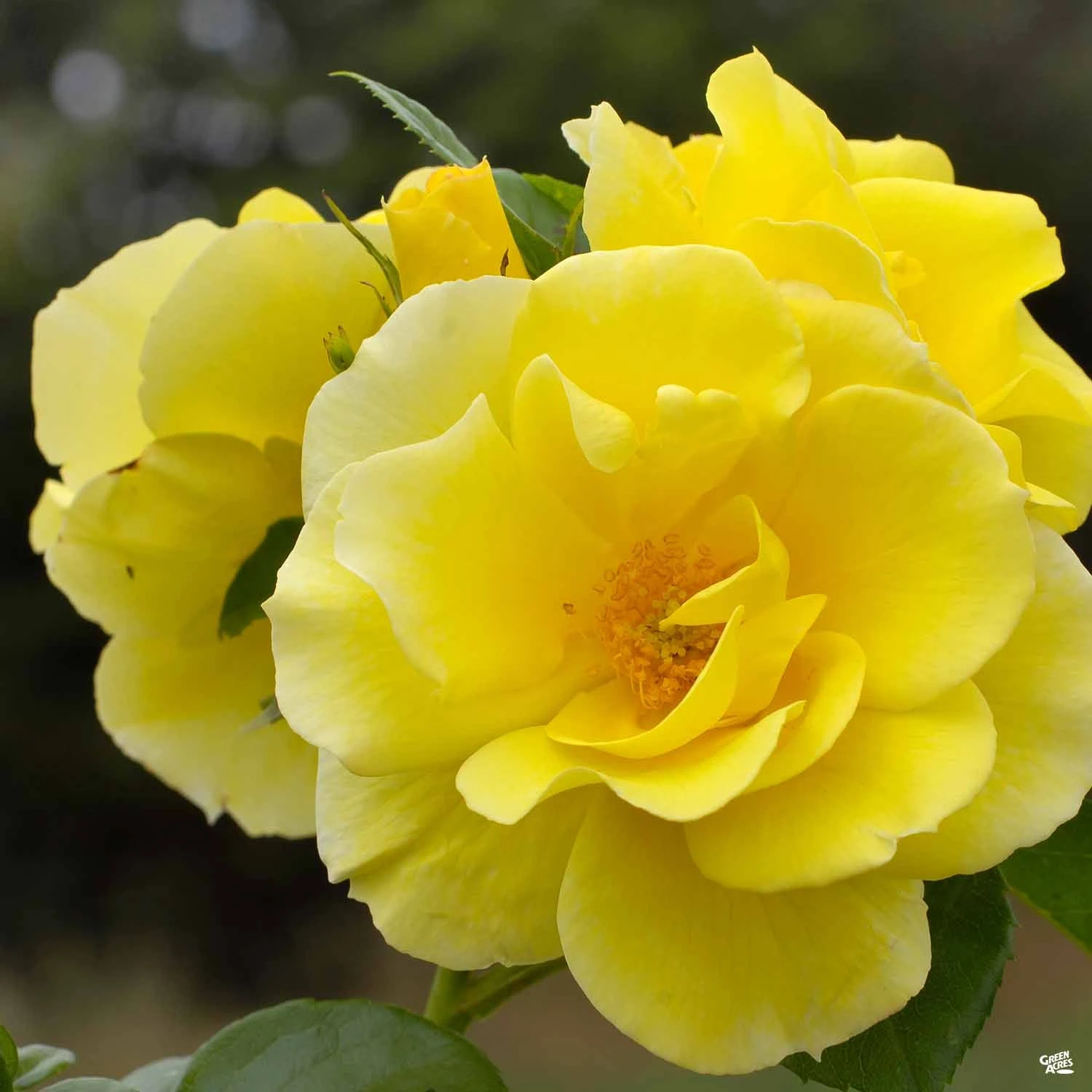 Climbing Rose 'Smiley Face' 1 Climbing Rose 'Smiley Face'