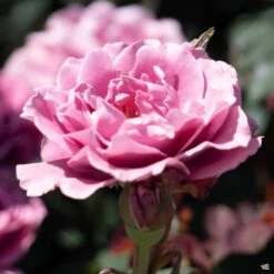 Rose 'Angel Face' 8 Rose 'Angel Face' -Plant Sales Shop Rosa Floribunda AngelFace2