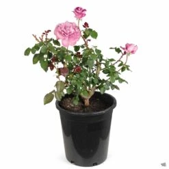 Rose 'Angel Face' 10 Rose 'Angel Face' -Plant Sales Shop Rosa Floribunda AngelFace 5gal 897c89c0 81ae 4d2f a3a6 428090707a7f