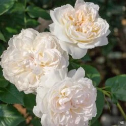 Bolero™ Rose -Plant Sales Shop Rosa Floribunda Bolero02