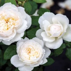 Bolero™ Rose -Plant Sales Shop Rosa Floribunda Bolero03