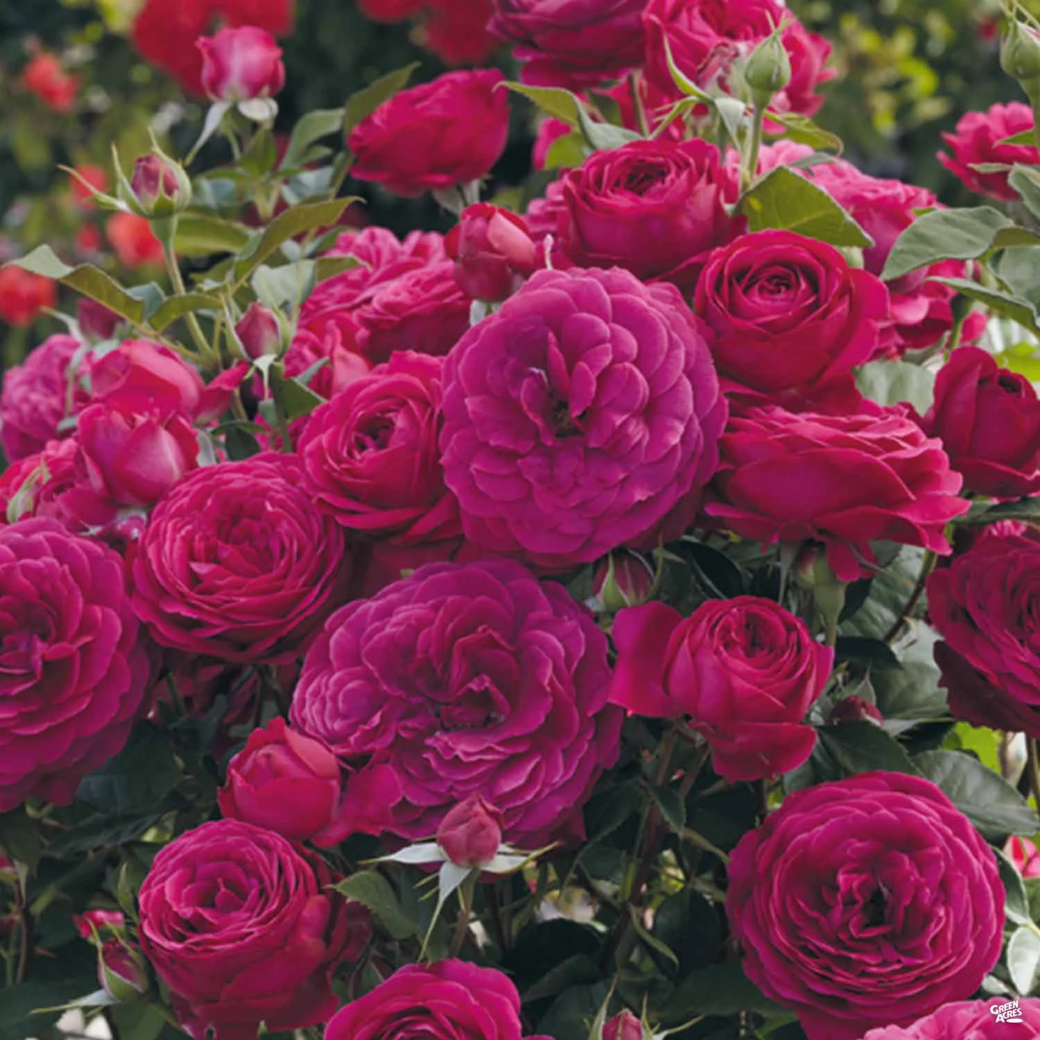 Rose 'Celestial Night' 2 Rose 'Celestial Night' - Image 2