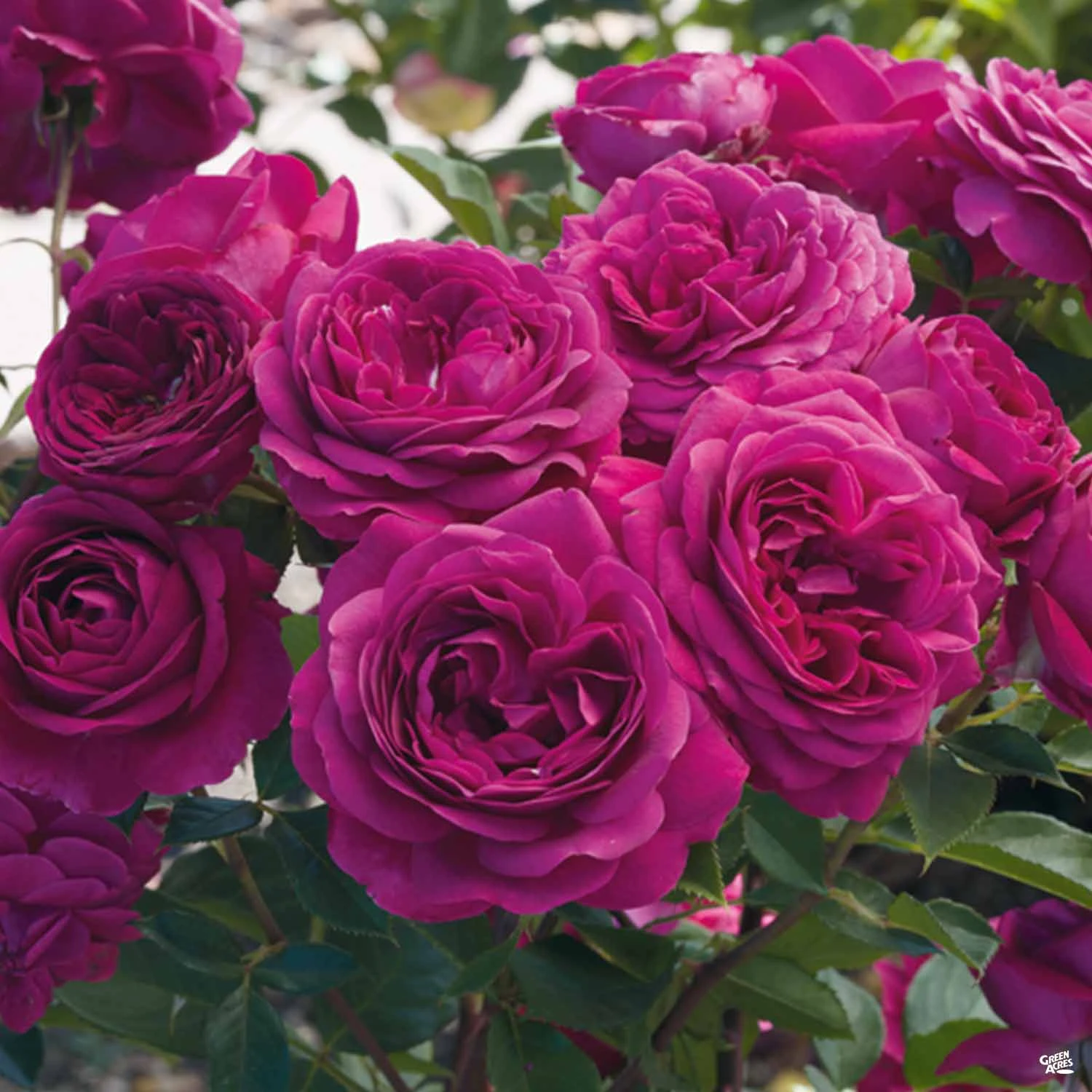 Rose 'Celestial Night' 1 Rose 'Celestial Night'