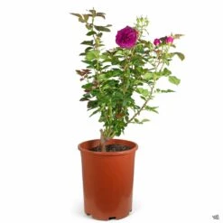 Rose 'Celestial Night' 9 Rose 'Celestial Night' -Plant Sales Shop Rosa Floribunda CelestialNight 5gal 4a59091a a746 4441 8b6e 1190a7ff4026