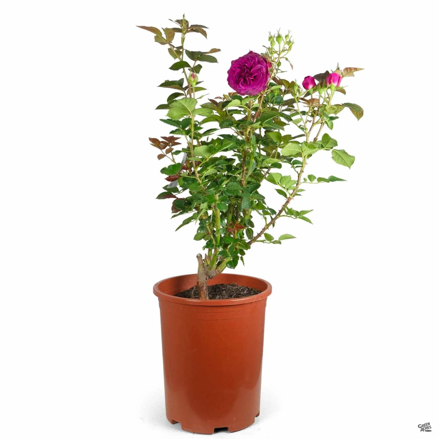 Rose 'Celestial Night' 5 Rose 'Celestial Night' - Image 5