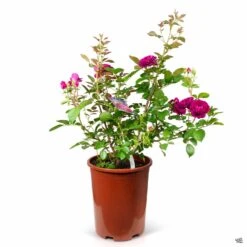 Rose 'Celestial Night' 8 Rose 'Celestial Night' -Plant Sales Shop Rosa Floribunda CelestialNight 5gal v2