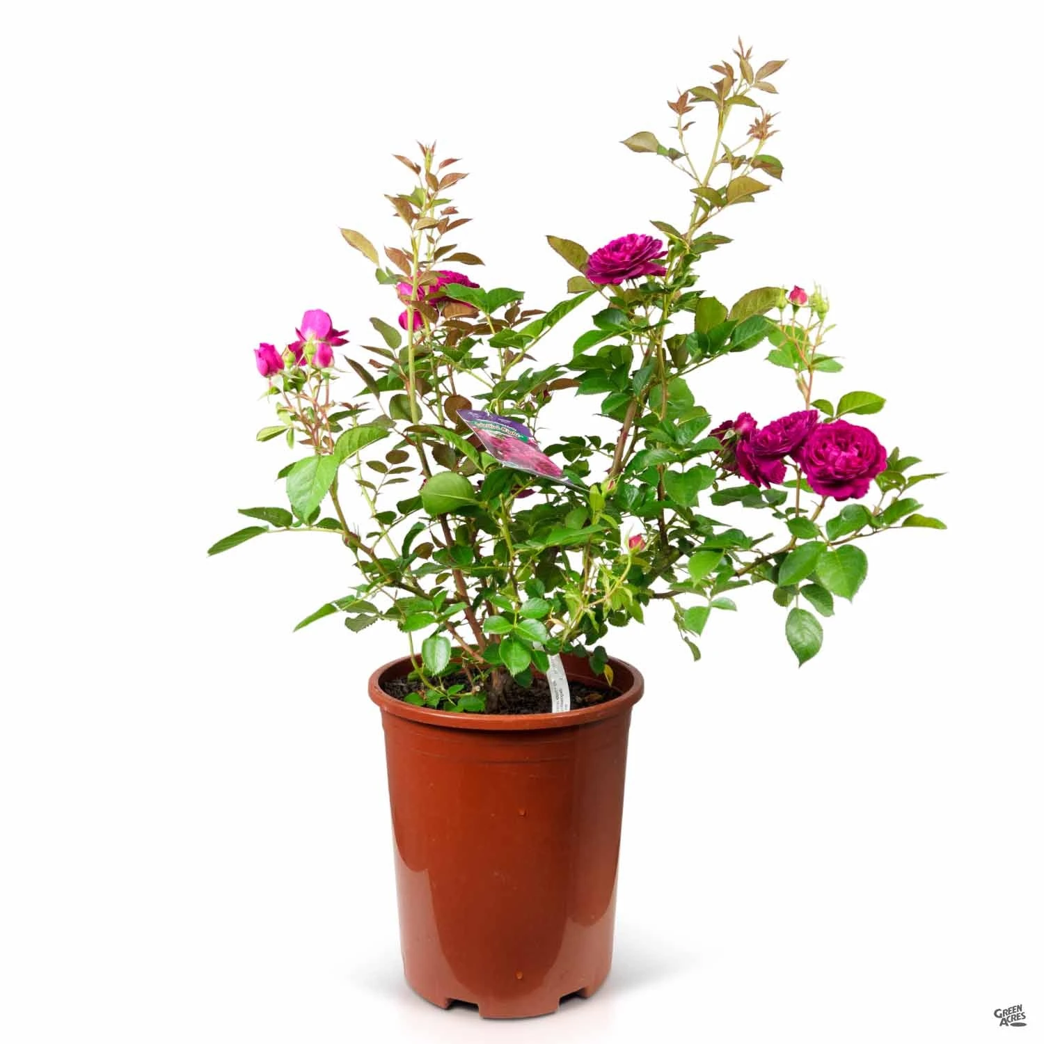 Rose 'Celestial Night' 4 Rose 'Celestial Night' - Image 4