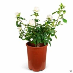 Easy Spirit™ Rose -Plant Sales Shop Rosa Floribunda EasySpirit 5gal 5cf5adcf bf5a 466c b394 9606ecb7c98c