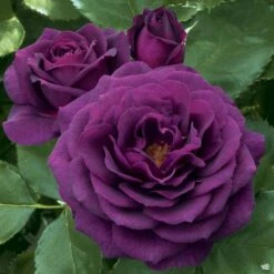 Ebb Tide™ Rose -Plant Sales Shop Rosa Floribunda EbbTide