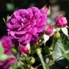 Ebb Tide™ Rose