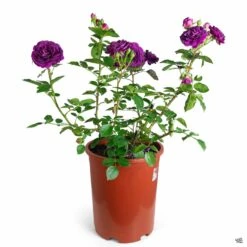 Ebb Tide™ Rose -Plant Sales Shop Rosa Floribunda EbbTide 5gal fe5ad22c e9f2 41f9 9e78 0c2d8c384c38