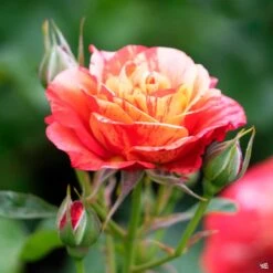 Rose 'Frida Kahlo'