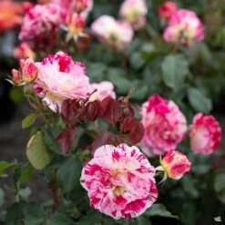 George Burns™ Rose -Plant Sales Shop Rosa Floribunda GeorgeBurns3