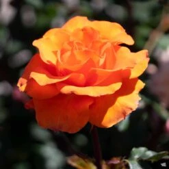 Rose 'Gingersnap' -Plant Sales Shop Rosa Floribunda Gingersnap 02