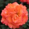 Rose 'Gingersnap'