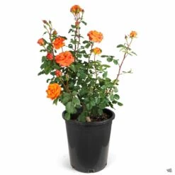 Rose 'Gingersnap' -Plant Sales Shop Rosa Floribunda Gingersnap 5gal 0cac23dc 6b7d 4029 8d2f a31c978d0550