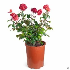 Hot Cocoa™ Rose -Plant Sales Shop Rosa Floribunda HotCocoa 5gal cba5c104 3ddb 407d a1bf 33d4357ae413
