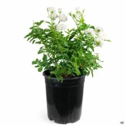 Rose 'Iceberg' -Plant Sales Shop Rosa Floribunda Iceberg 5gal