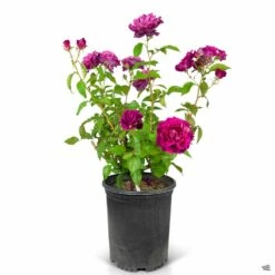 Rose 'Intrigue' -Plant Sales Shop Rosa Floribunda Intrigue 5gal