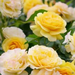 Rose 'Julia Child' -Plant Sales Shop Rosa Floribunda JuliaChild2