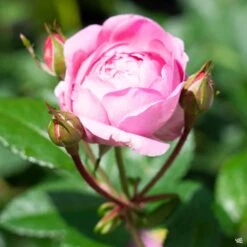 Orchid Romance™ Rose