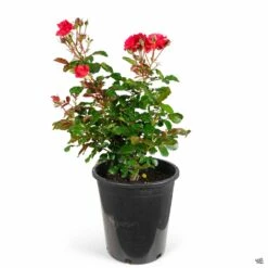 Rose 'Trumpeter' -Plant Sales Shop Rosa Floribunda Trumpeter 5gal 41cc27f5 94ac 4e79 a3df 969c175ca2d3