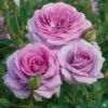 Violet's Pride™ Rose
