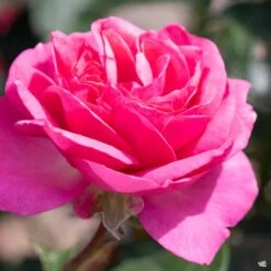 All Dressed Up™ Rose -Plant Sales Shop Rosa Grandiflora AllDressedUp3
