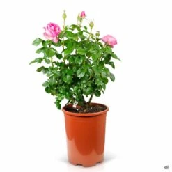 All Dressed Up™ Rose -Plant Sales Shop Rosa Grandiflora AllDressedUp 5gal