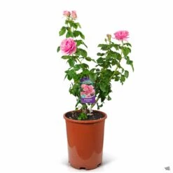 All Dressed Up™ Rose -Plant Sales Shop Rosa Grandiflora AllDressedUp 5gal v2