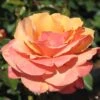Anna's Promise® Rose
