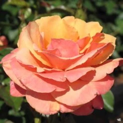 Anna's Promise® Rose