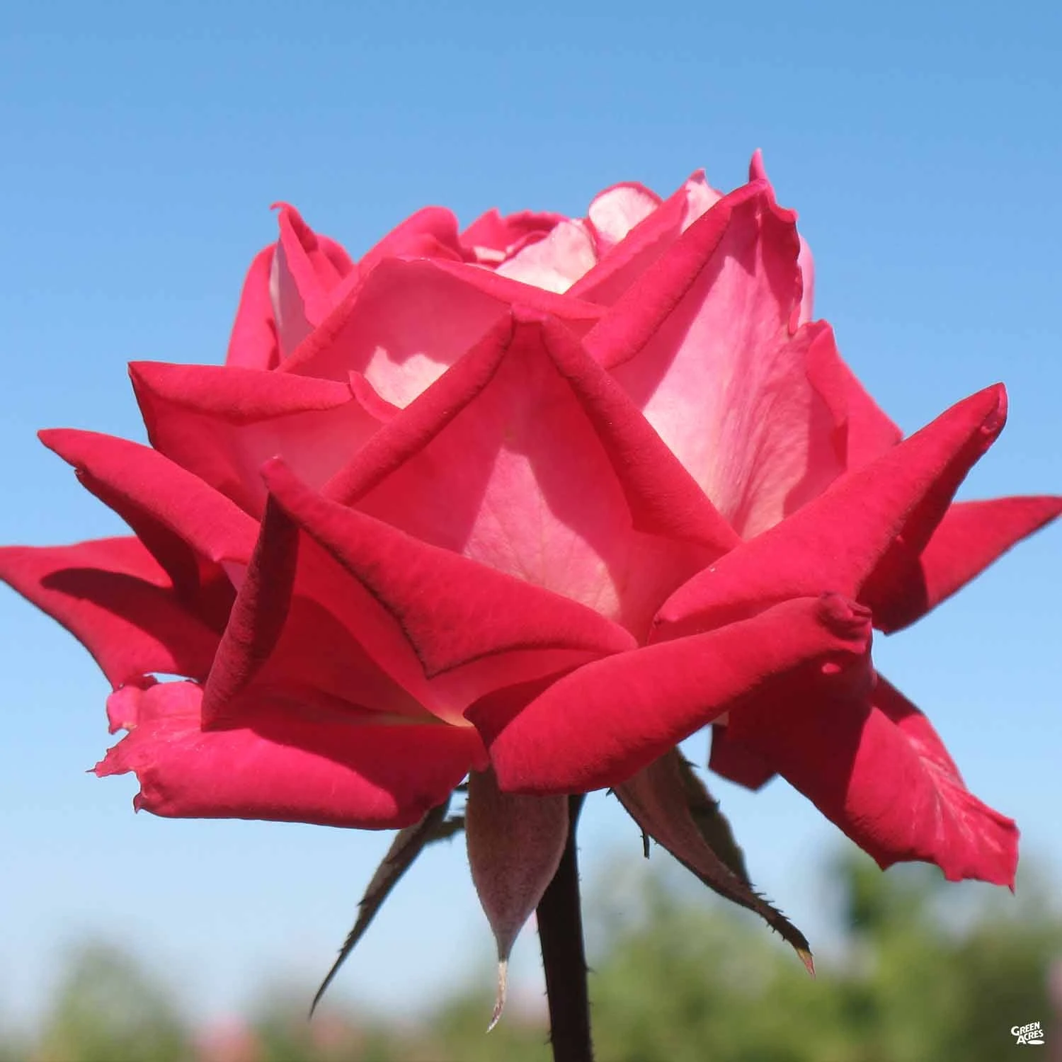 Rose 'Love' 1 Rose 'Love'