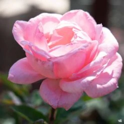 Rose 'Queen Elizabeth'