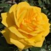 Rose 'Radiant Perfume'