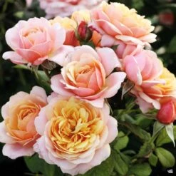 State Of Grace™ Rose