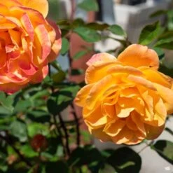 Strike It Rich® Rose