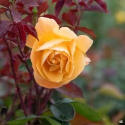 Strike It Rich® Rose -Plant Sales Shop Rosa Grandiflora StrikeItRich03