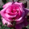Rose 'Barbra Streisand'