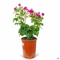 Rose 'Barbra Streisand' -Plant Sales Shop Rosa HybridTea BarbaraStreisand 5gal