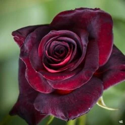 Black Baccara™ Rose