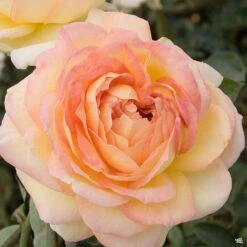 Centennial Star® Rose -Plant Sales Shop Rosa HybridTea Centennial 01