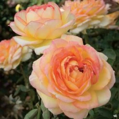 Centennial Star® Rose -Plant Sales Shop Rosa HybridTea Centennial 02