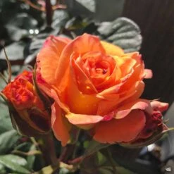 Rose 'Chris Evert' -Plant Sales Shop Rosa HybridTea ChrisEvert