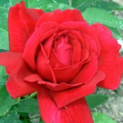 Rose 'Chrysler Imperial'