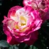 Rose 'Double Delight'
