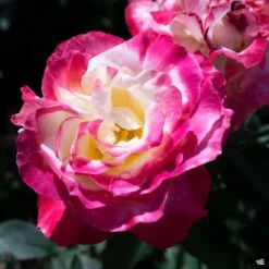 Rose 'Double Delight'